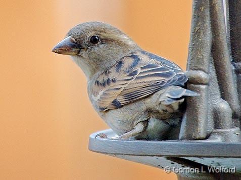 House Sparrow_52889.jpg - Female House Sparrow (Passer domesticus) photographed at Ottawa, Ontario - the capital of Canada.